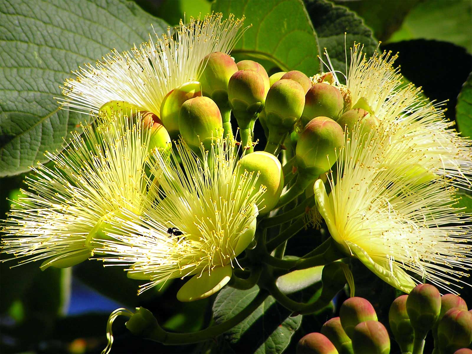 Представитель Семейства Caryocaraceae